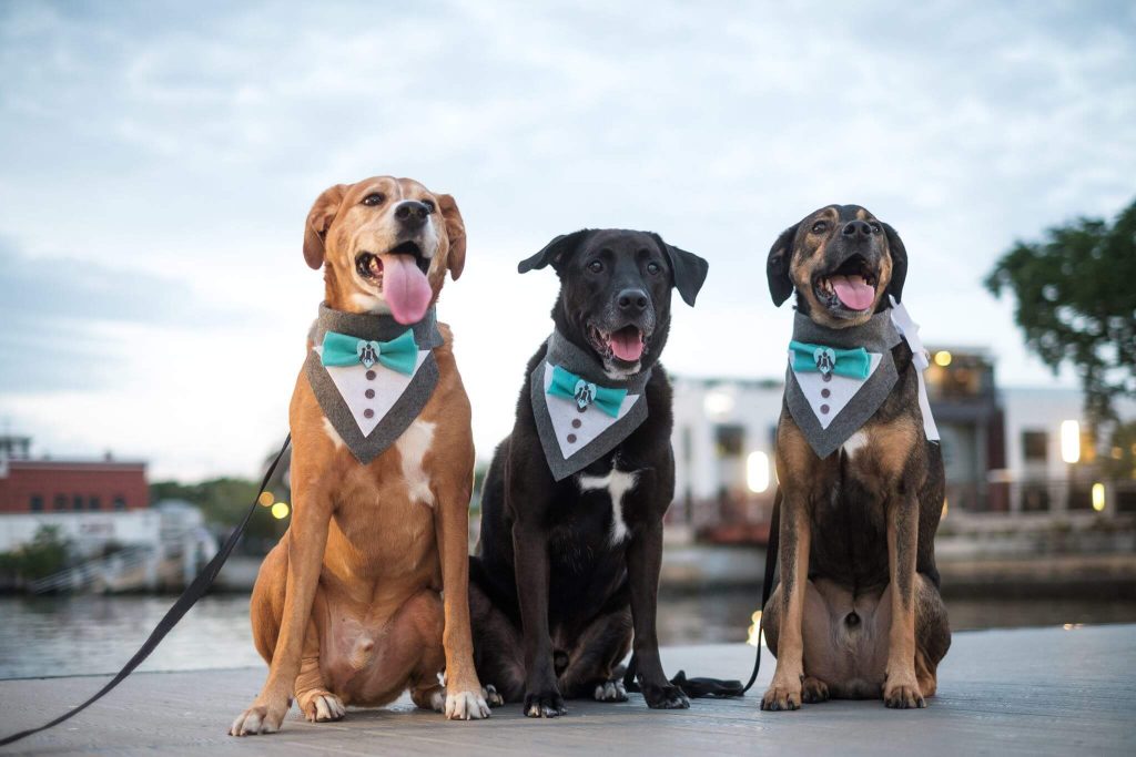 FairyTail Pet Care Shark Tank Update | FairyTail Pet Care Net Worth