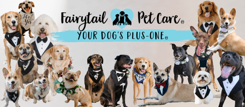 FairyTail Pet Care Shark Tank Update | FairyTail Pet Care Net Worth
