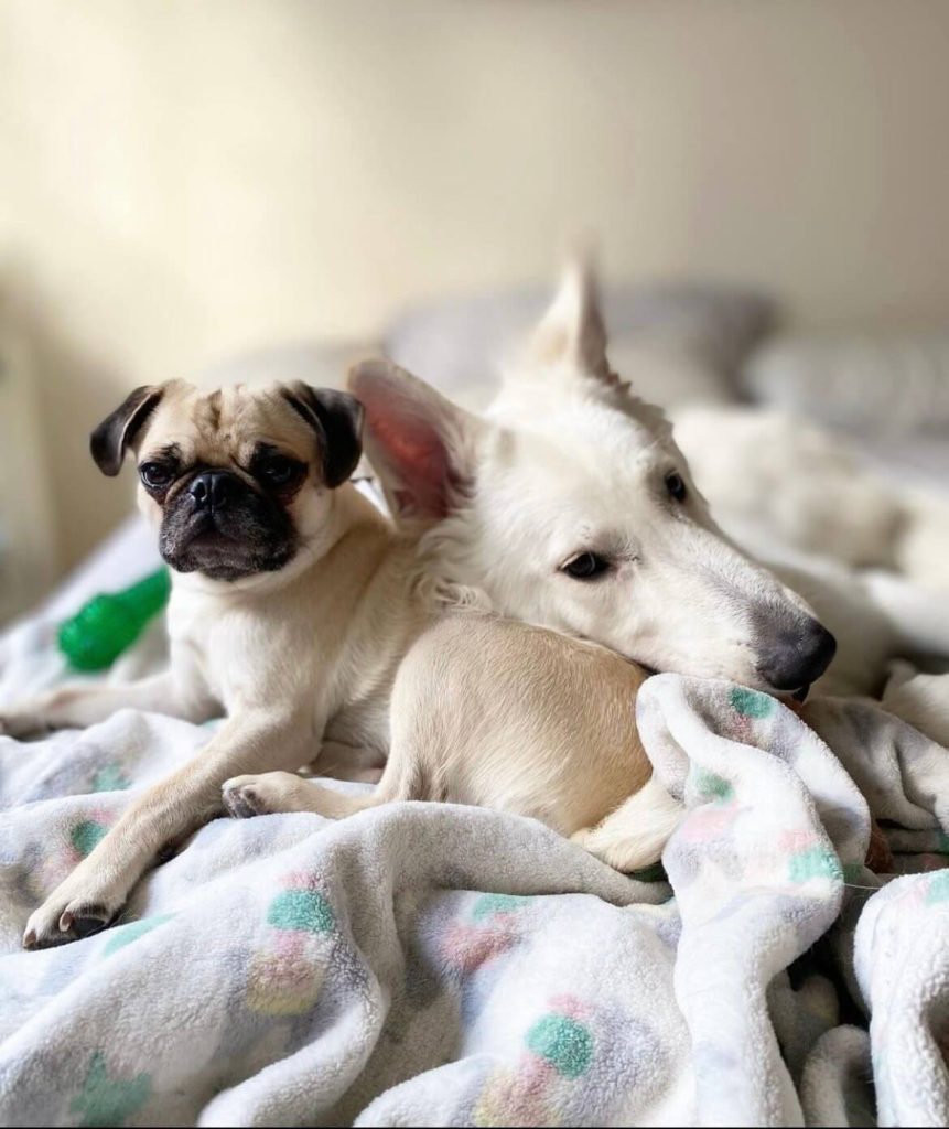 Woof Shark Tank Update | Woof Net Worth