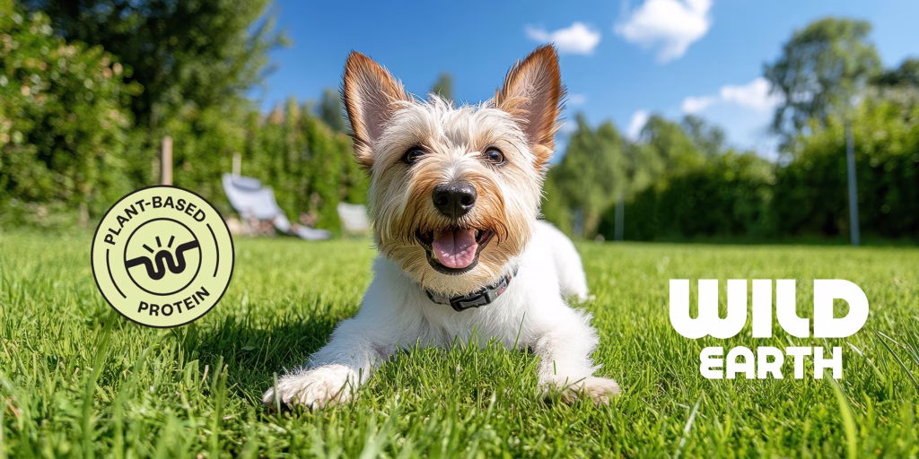 Wild Earth After Shark Tank: Bankruptcy, Revenue, and the Koji Dog Food